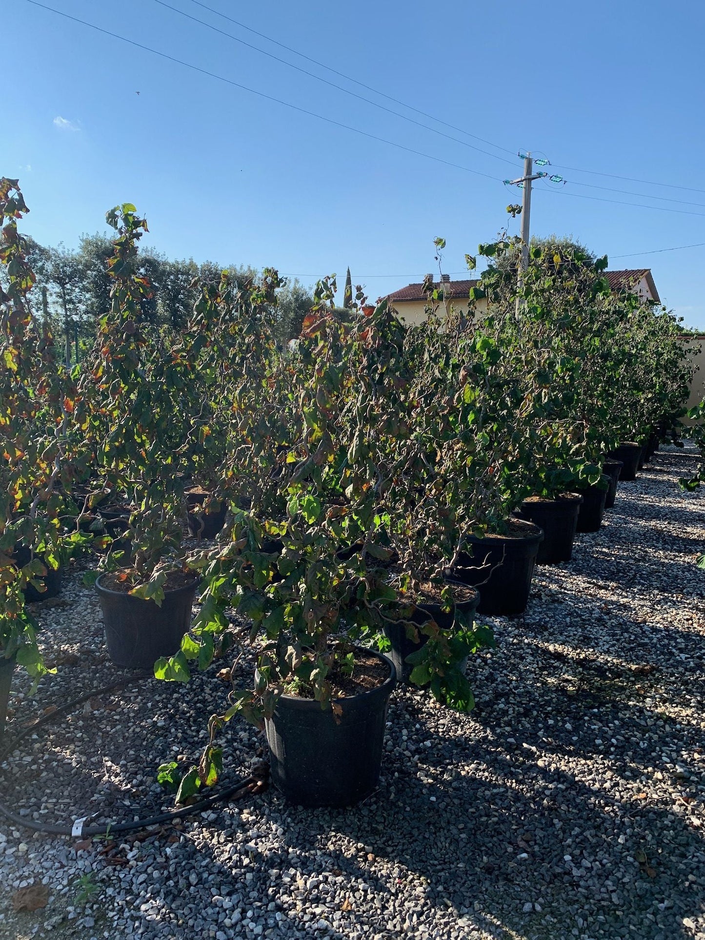 CORYLUS avellana 'Pendula'