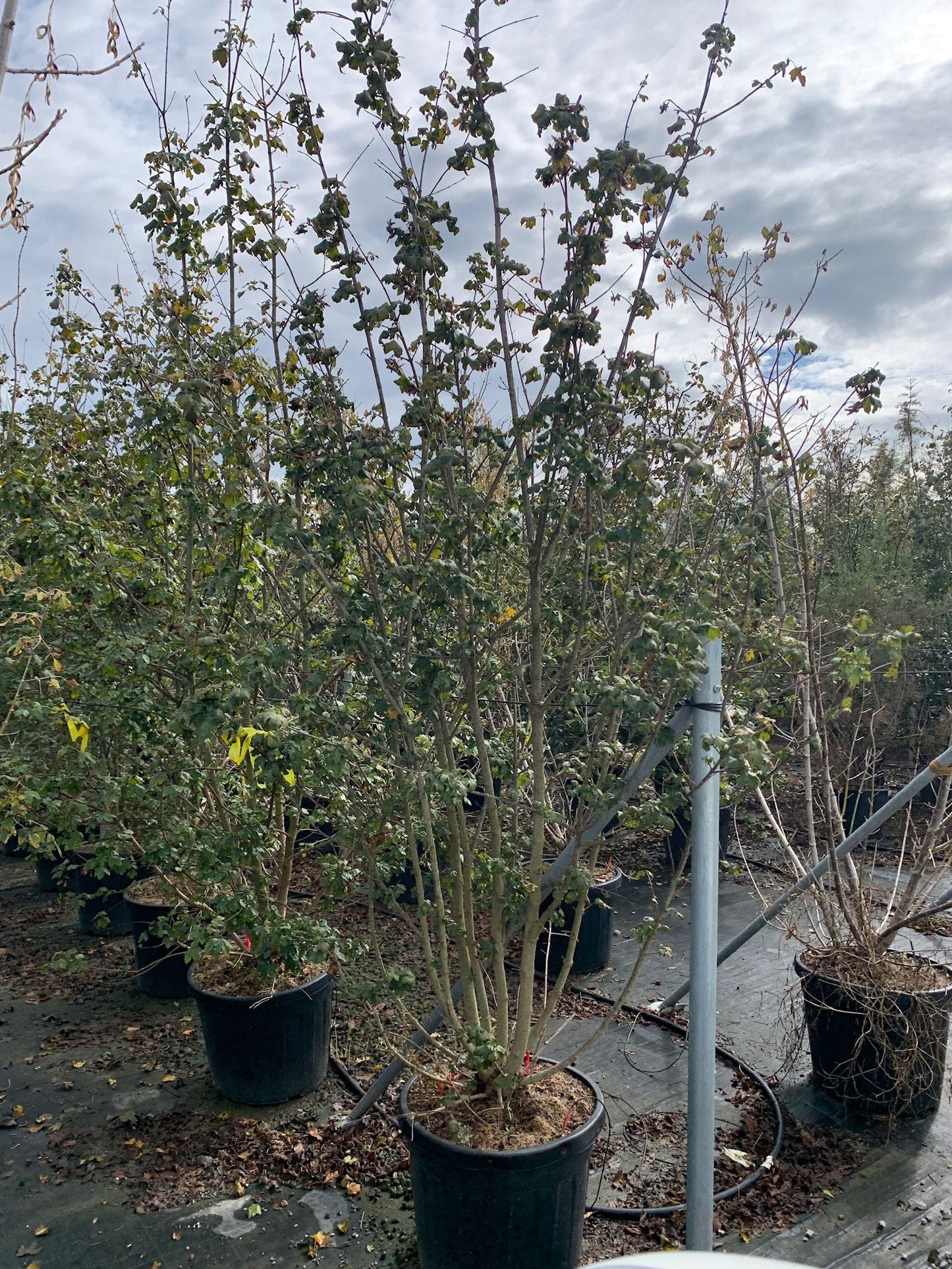 ACER campestre 'Elegant'