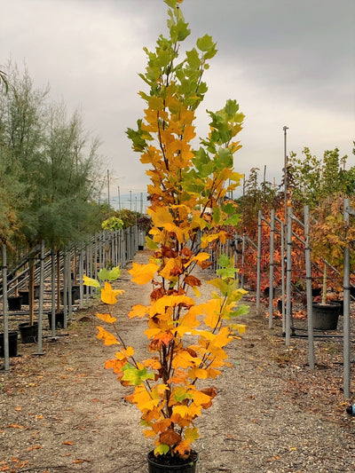 LIRIODENDRON tulipifera 'Edward Gursztyn'