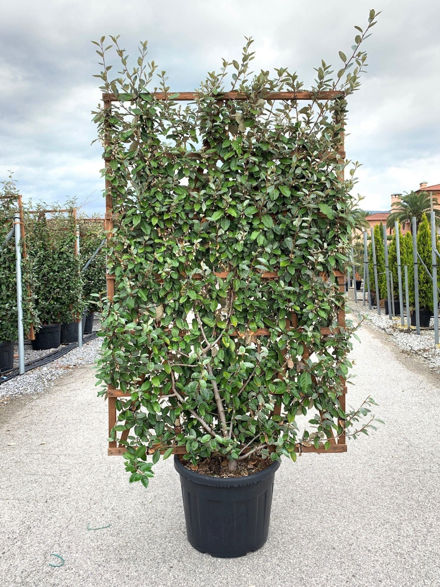 ELAEAGNUS x ebbingei 'Compacta'