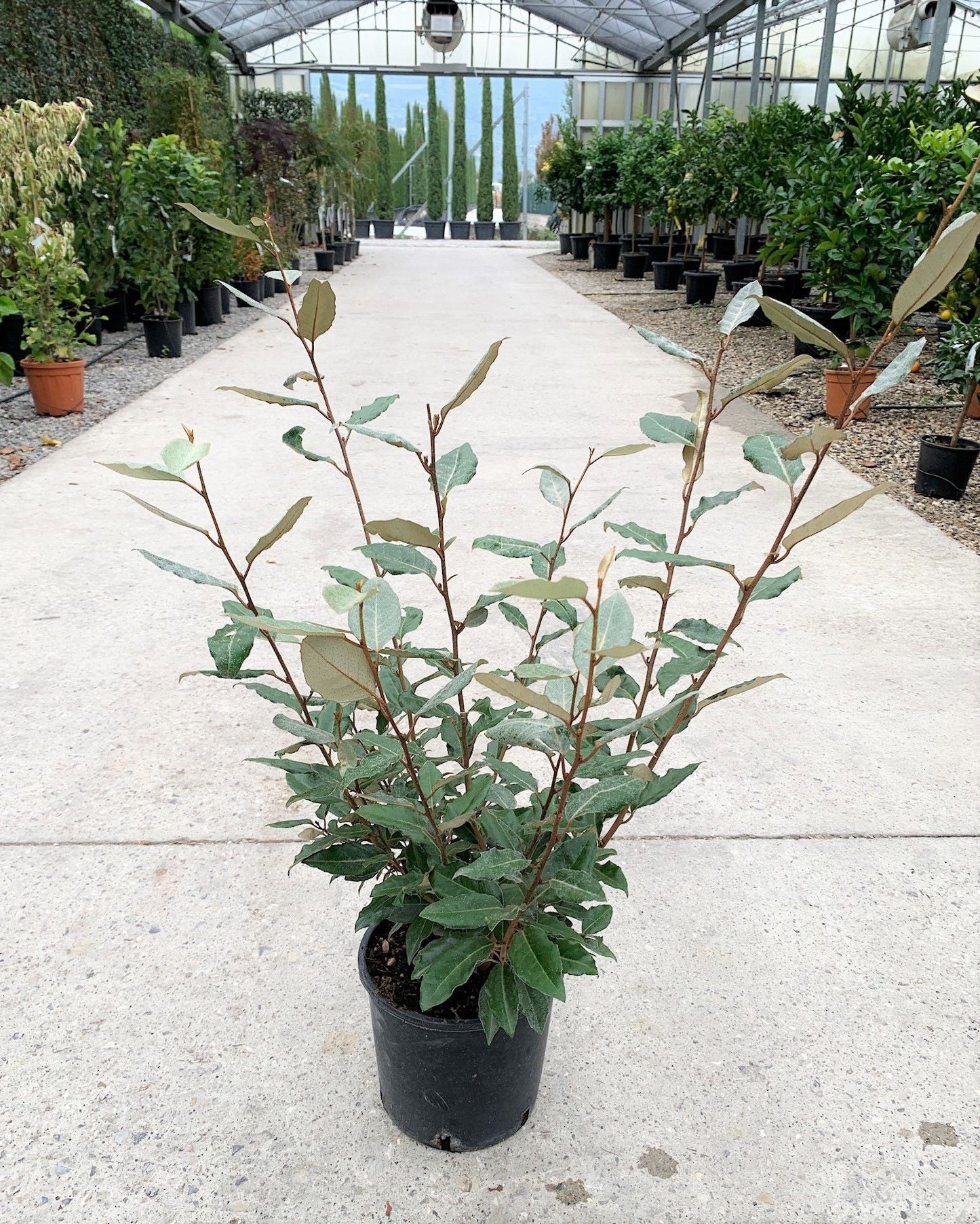 ELAEAGNUS x ebbingei 'Compacta'