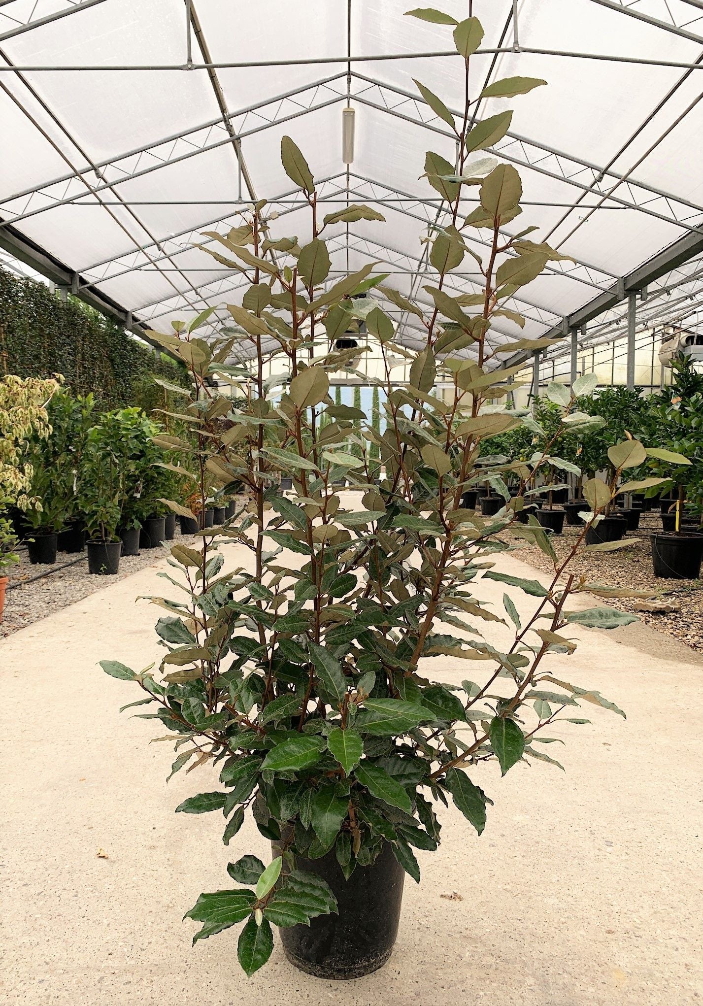 ELAEAGNUS x ebbingei 'Compacta'