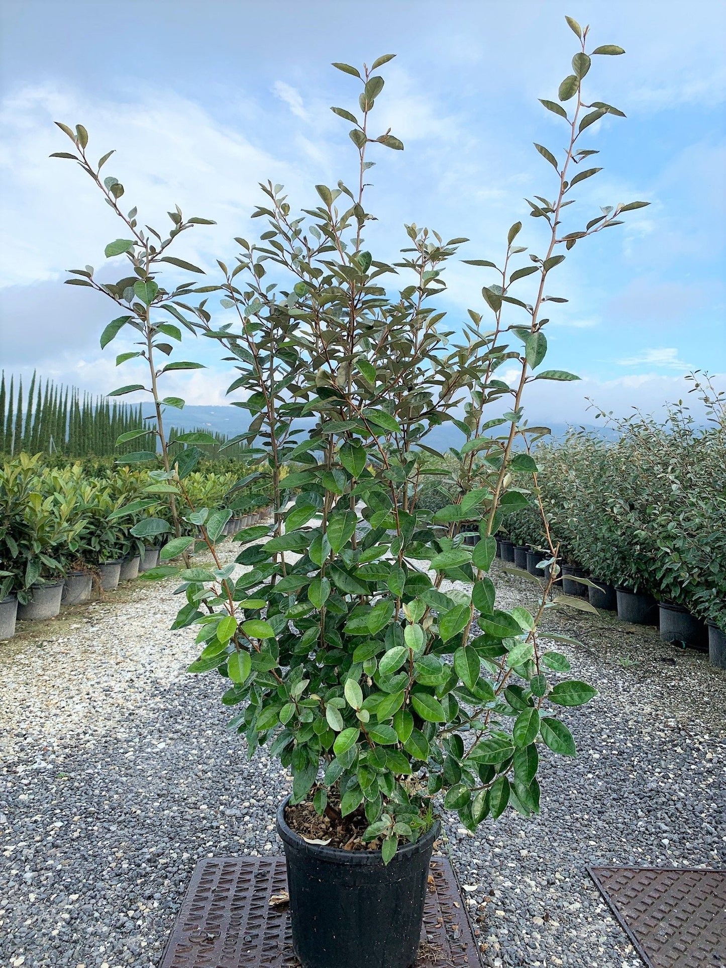 ELAEAGNUS x ebbingei 'Compacta'