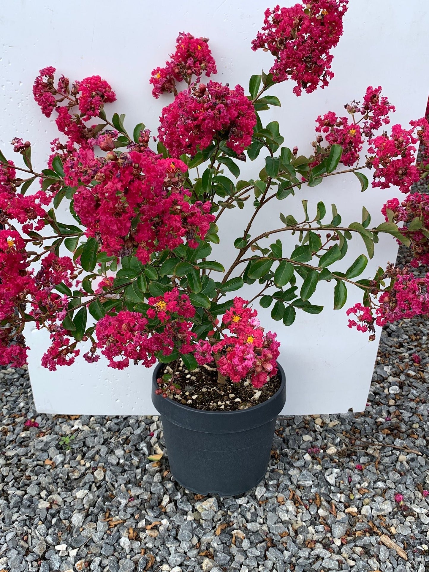 LAGERSTROEMIA x 'Dynamite'