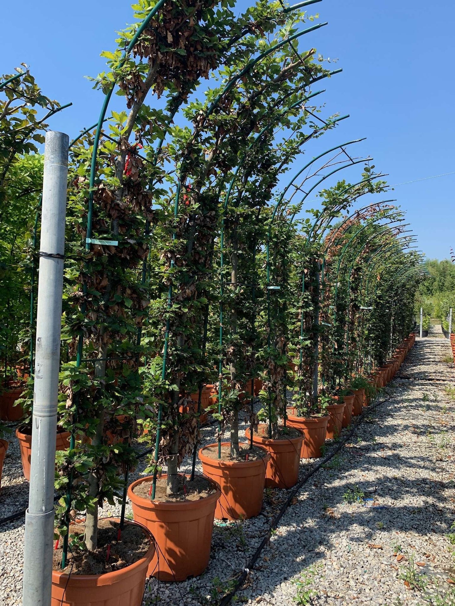 CARPINUS betulus 'Albert Beckman'