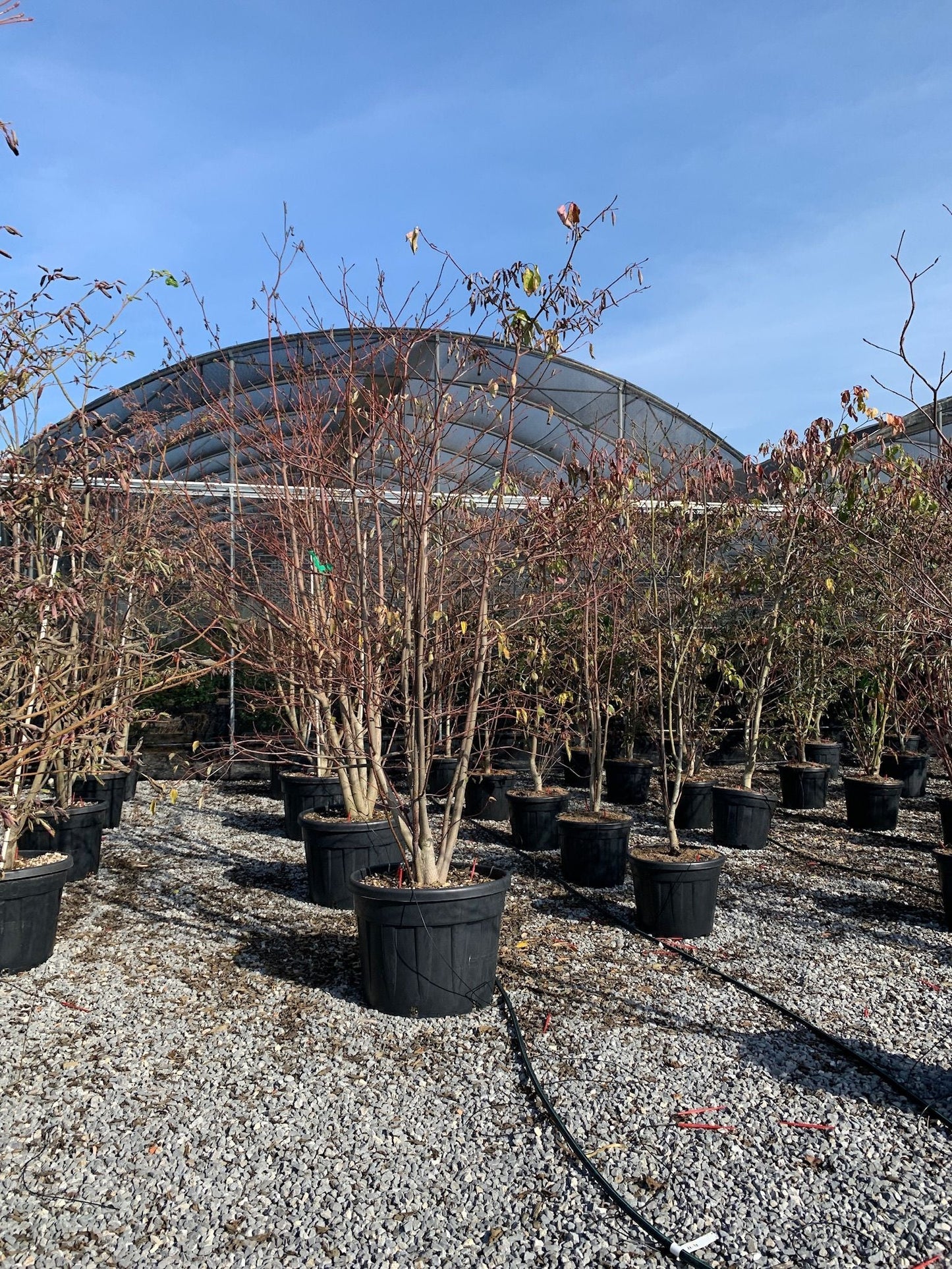 CORNUS controversa 'Variegata'