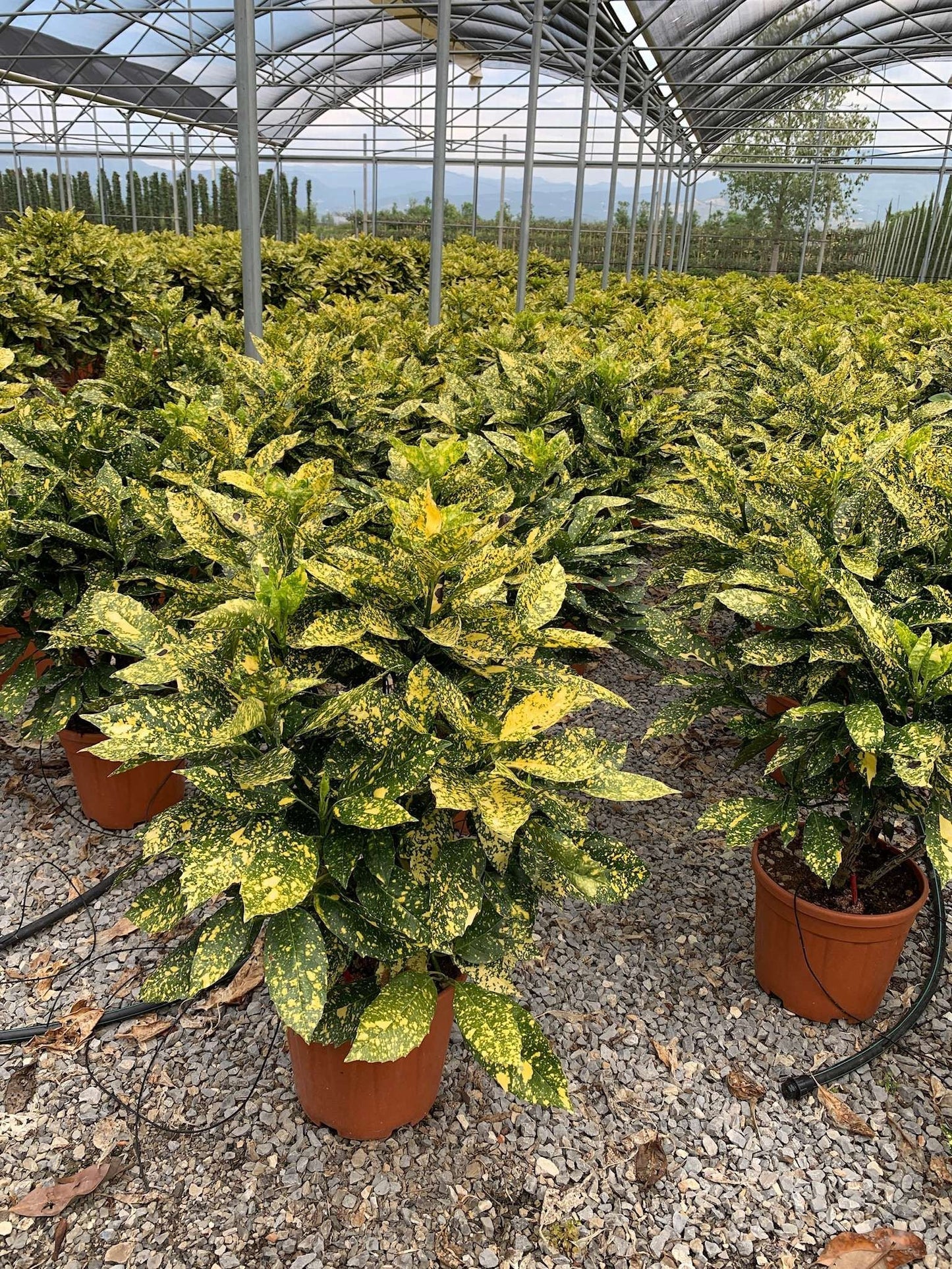 AUCUBA japonica 'Crotonifolia'