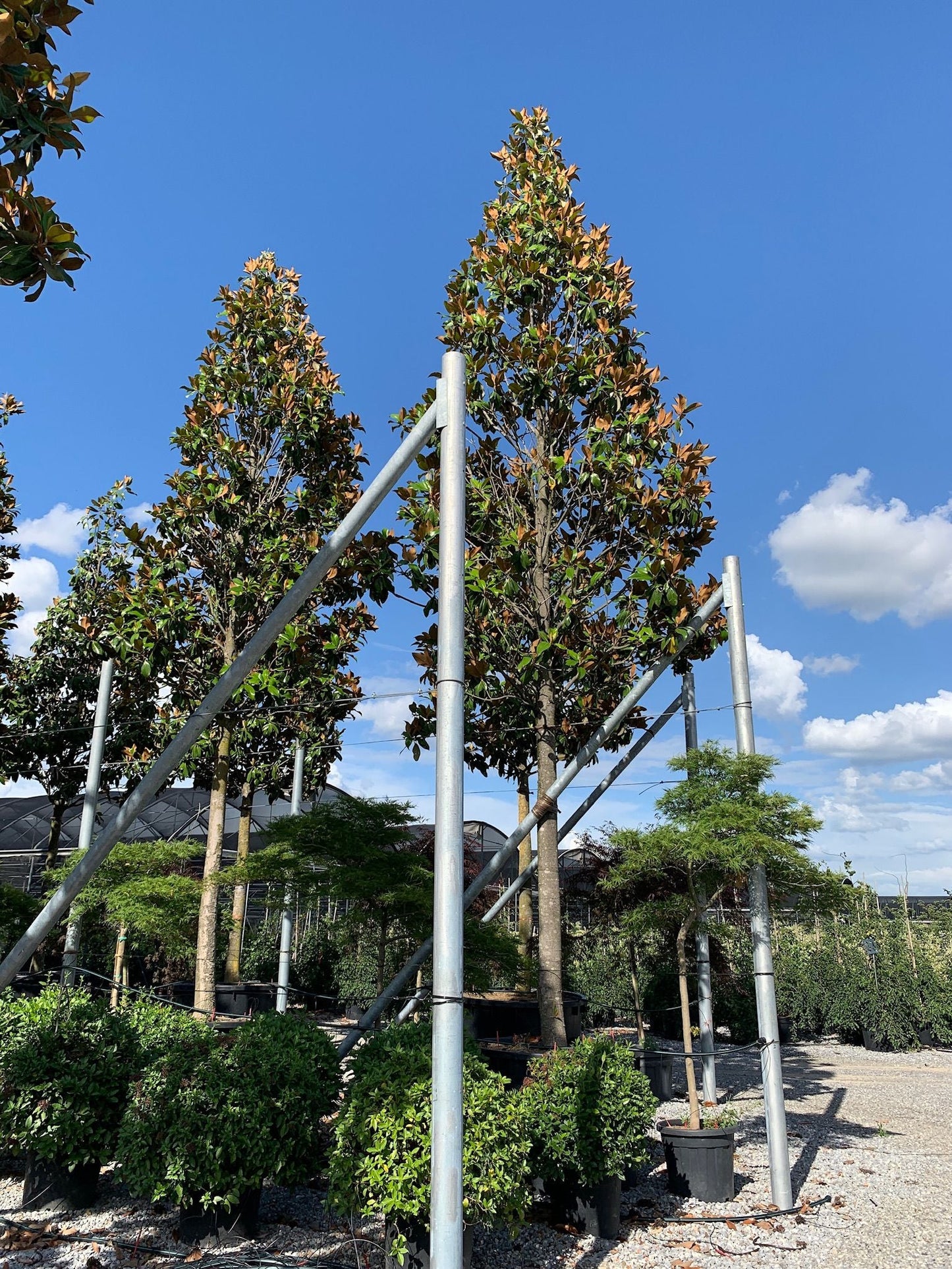 MAGNOLIA grandiflora 'Little Gem'