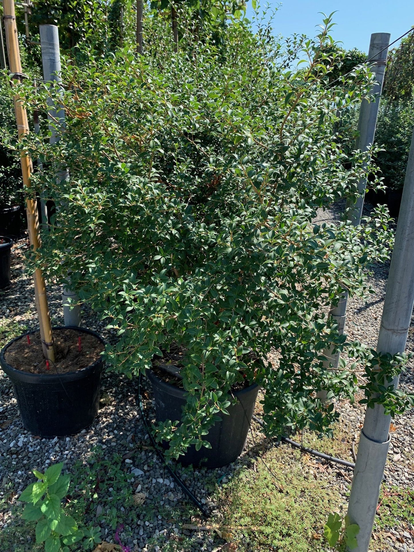 OSTRYA carpinifolia
