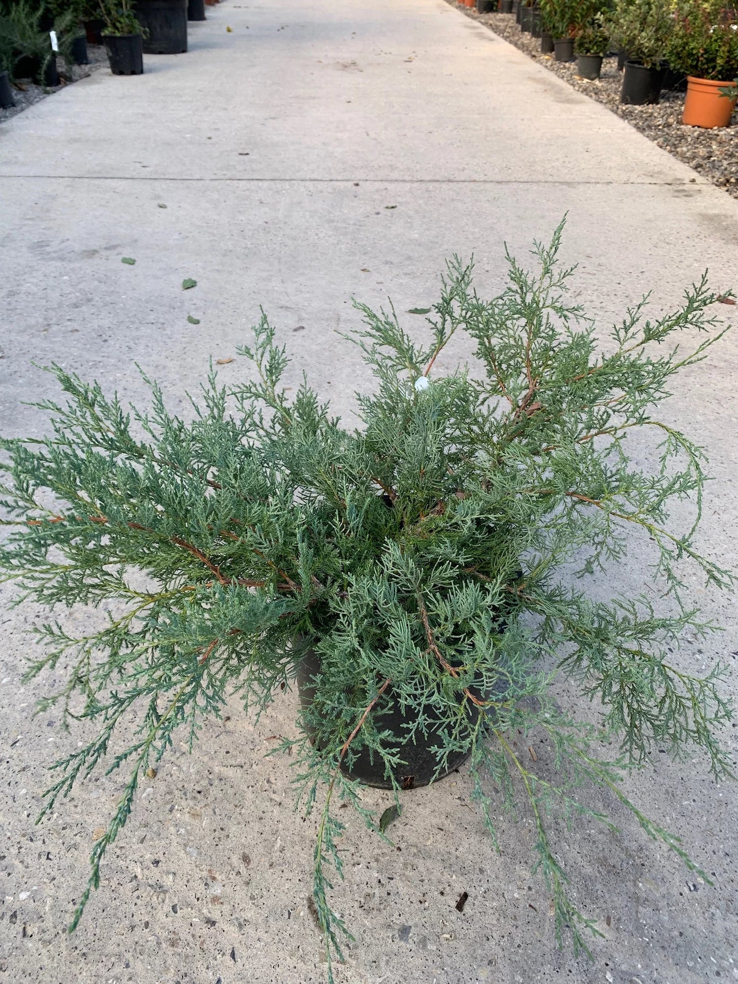 JUNIPERUS virginiana 'Hetzii Glauca'