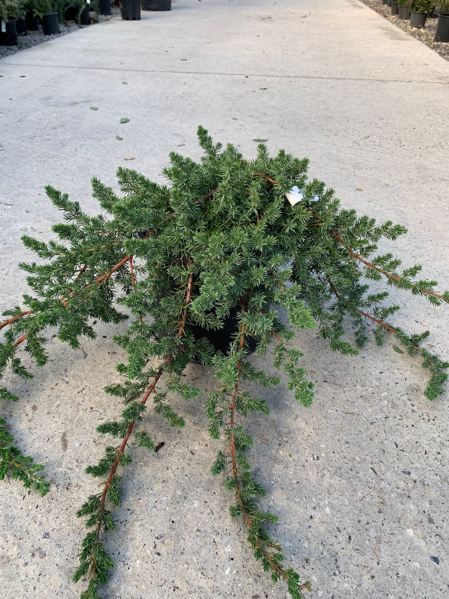 JUNIPERUS conferta 'Schlager'