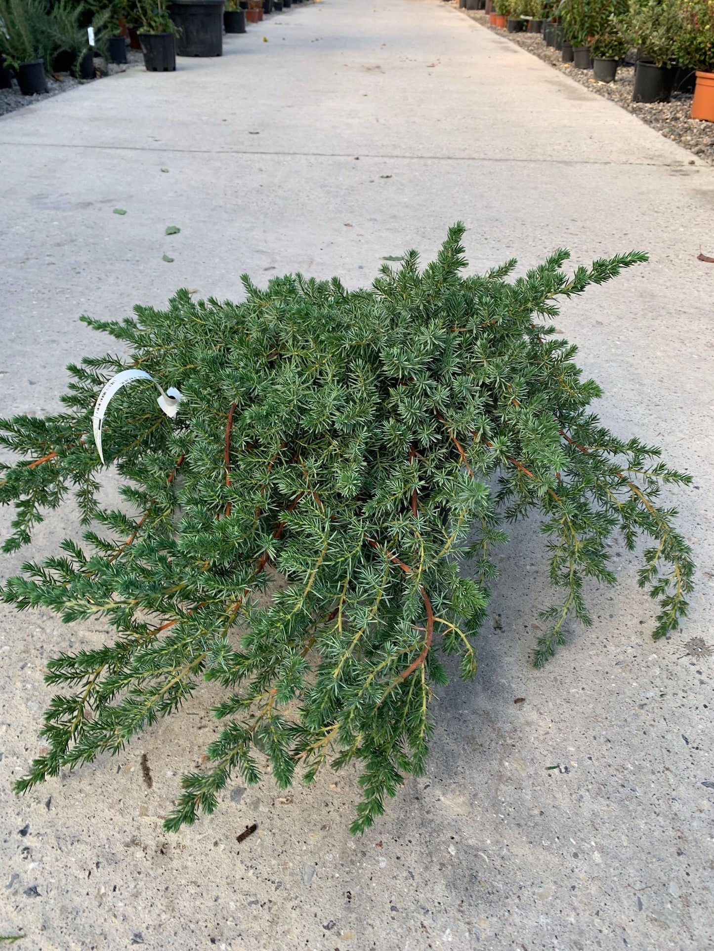 JUNIPERUS conferta 'Schlager'