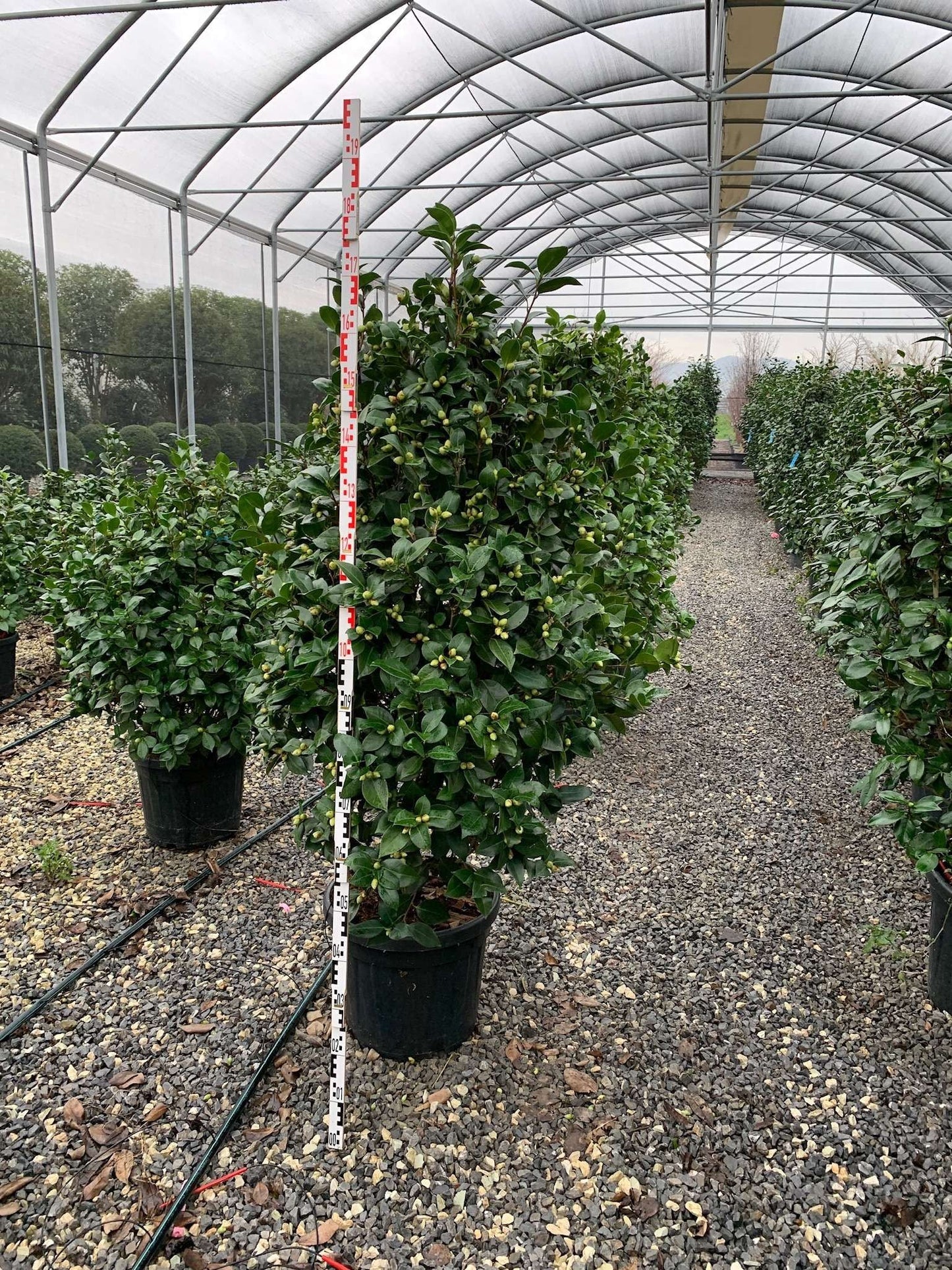CAMELLIA japonica 'Black Lace'