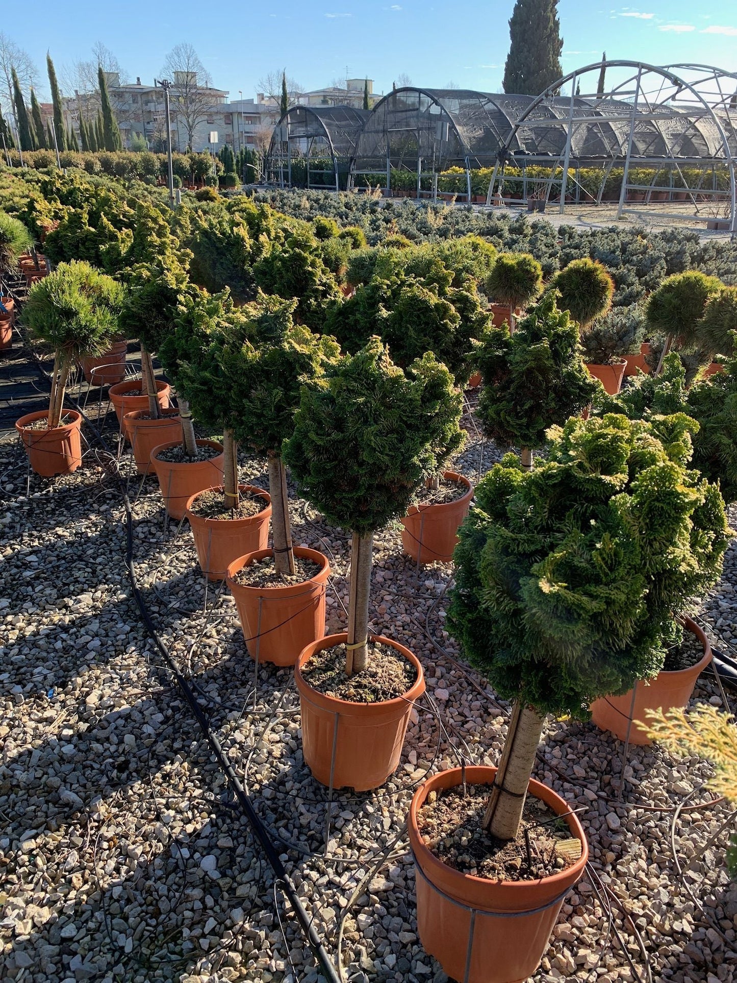 CHAMAECYPARIS obtusa 'Nana Gracilis'