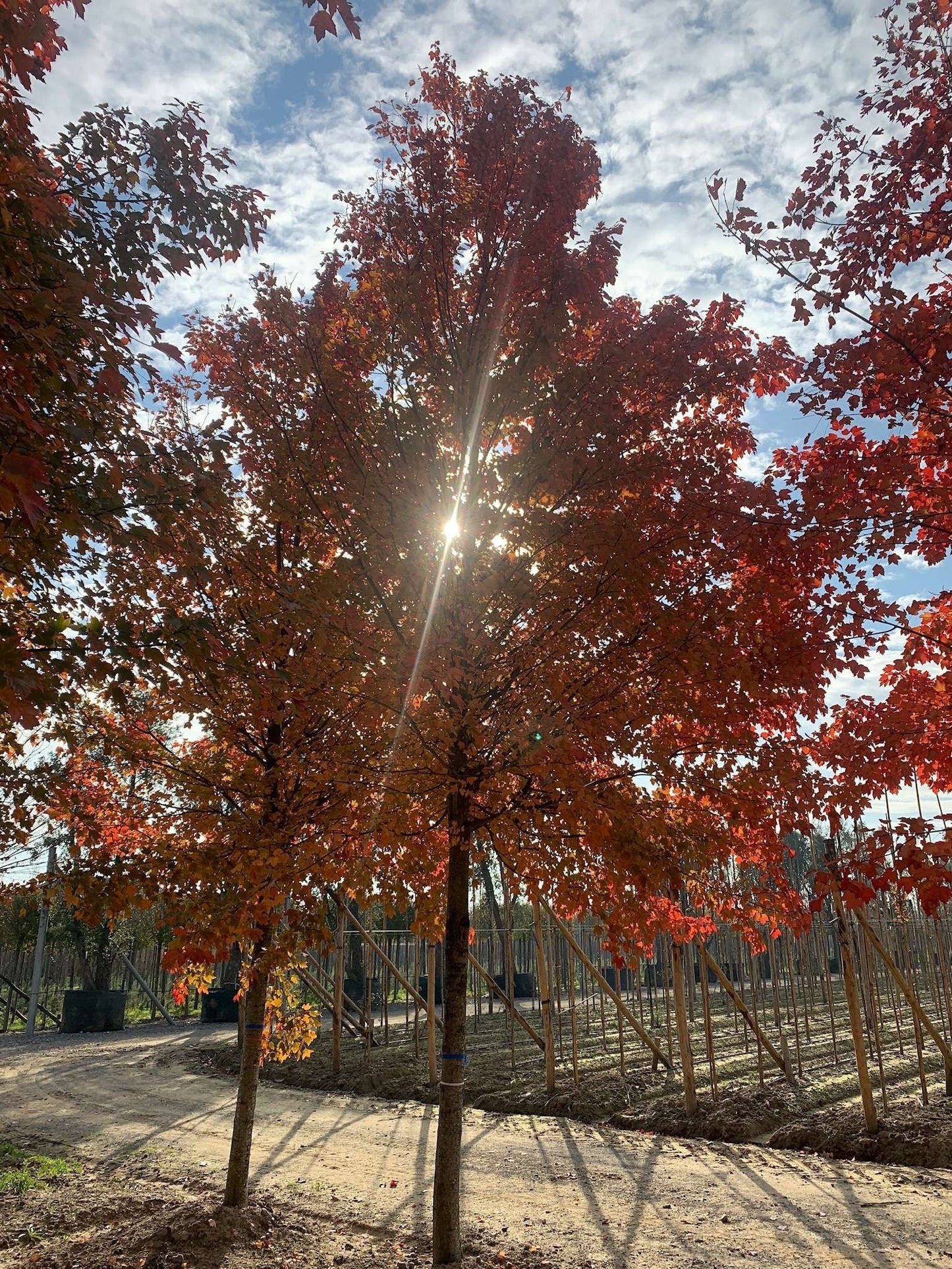 ACER x freemanii 'Autumn Fantasy' ®
