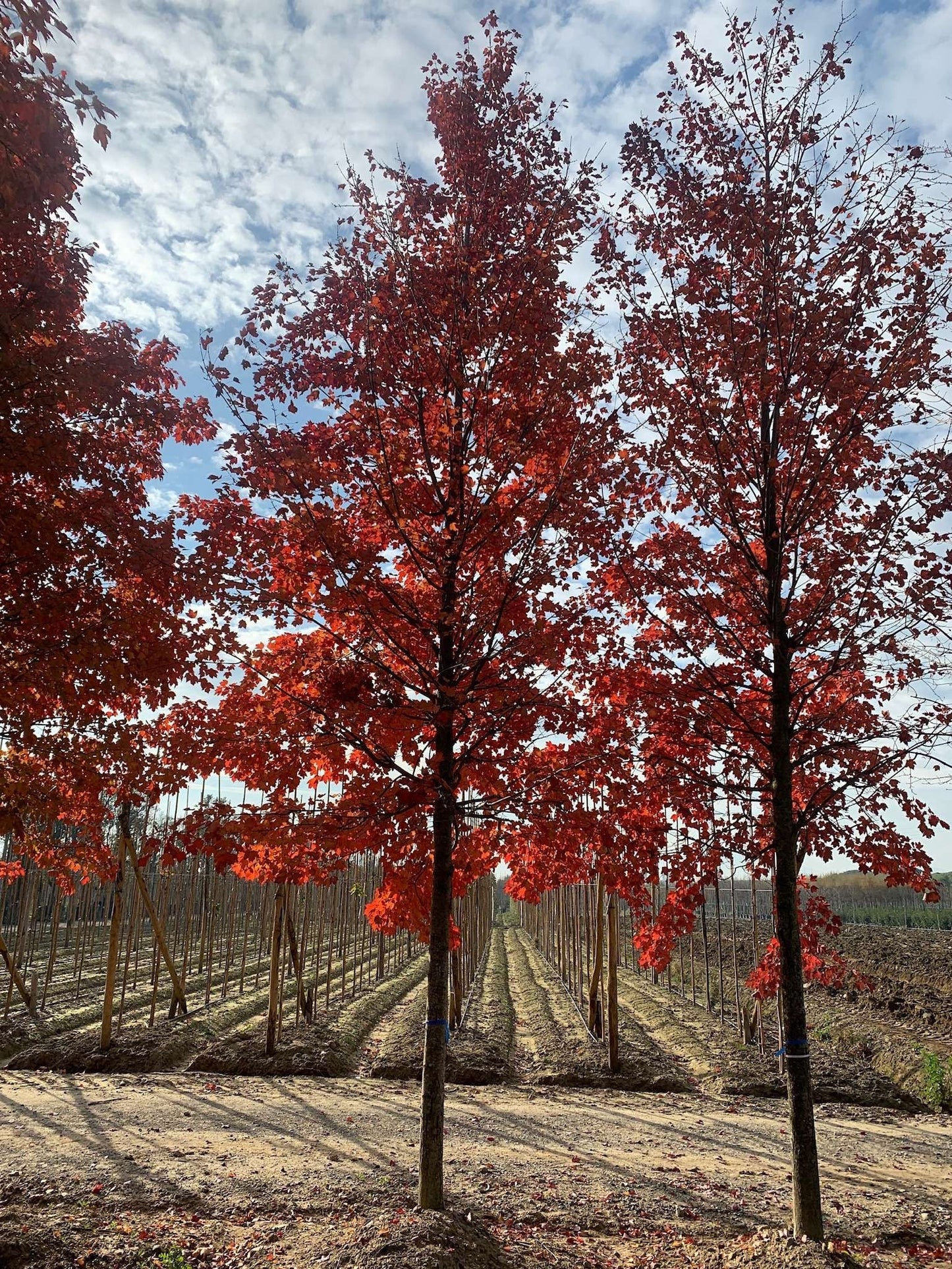 ACER x freemanii 'Autumn Fantasy' ®