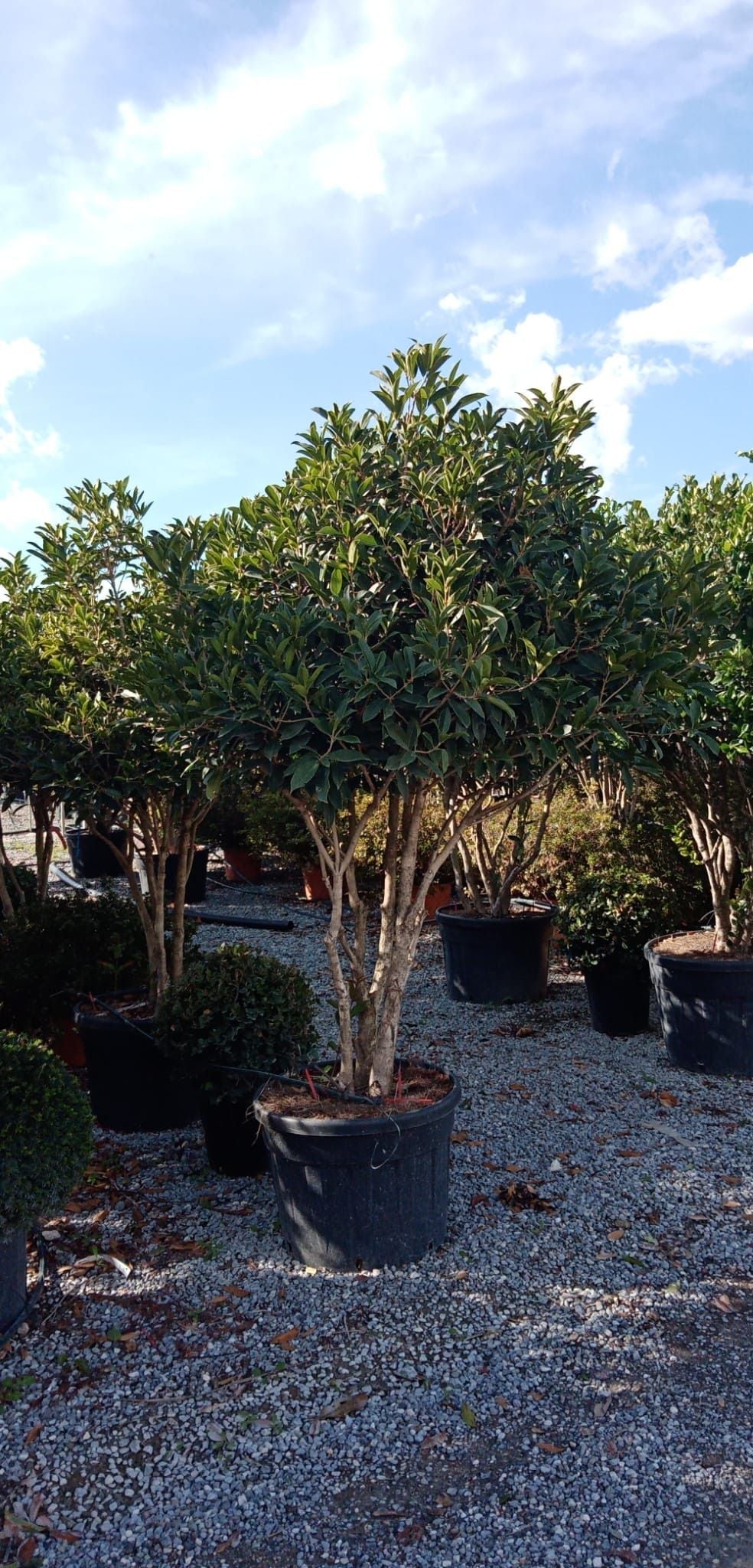 OSMANTHUS fragrans