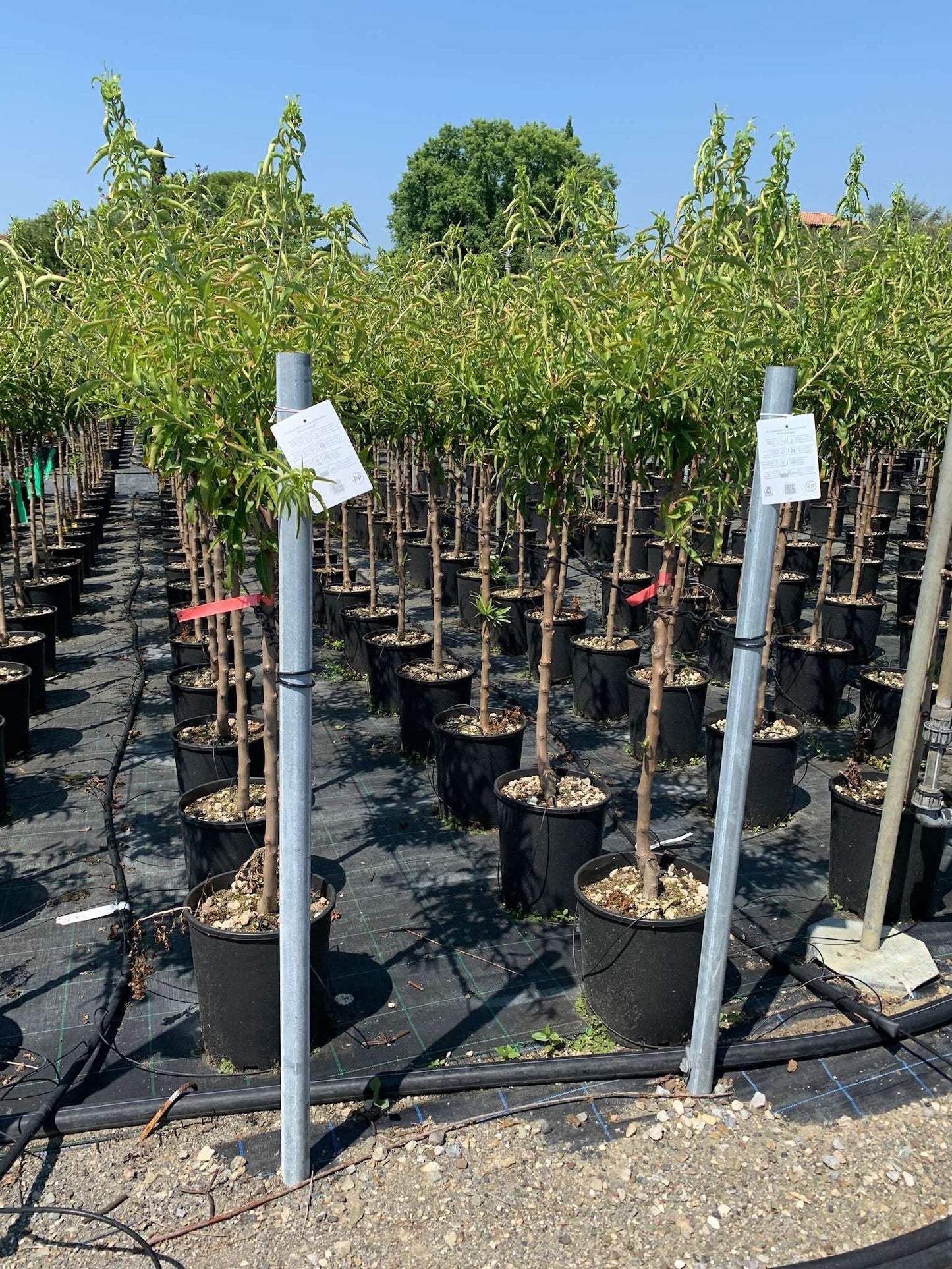AMYGDALUS vulgaris nano