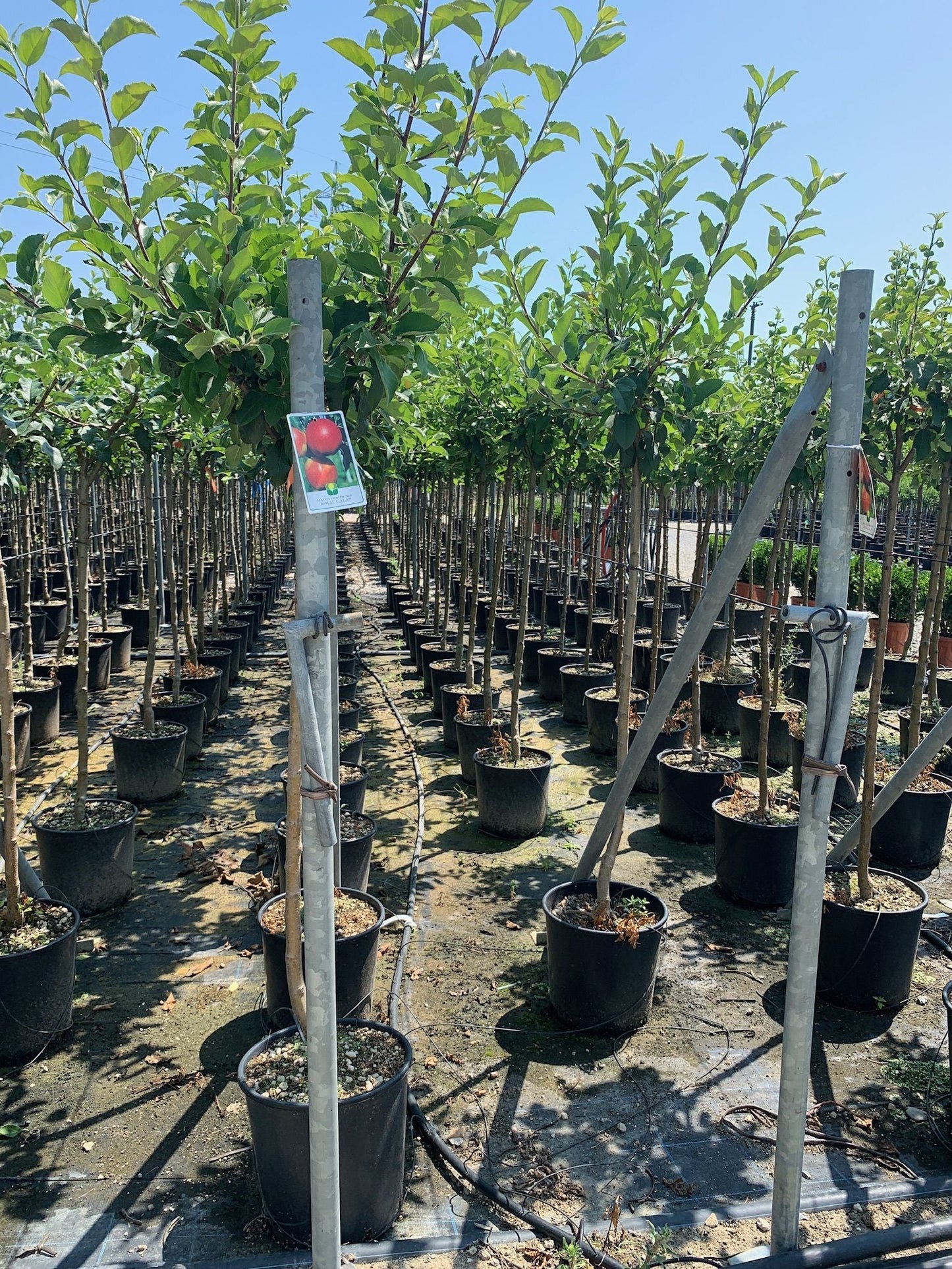 MALUS COMMUNIS 'Starking'