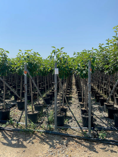 DIOSPYROS KAKI 'Mela'