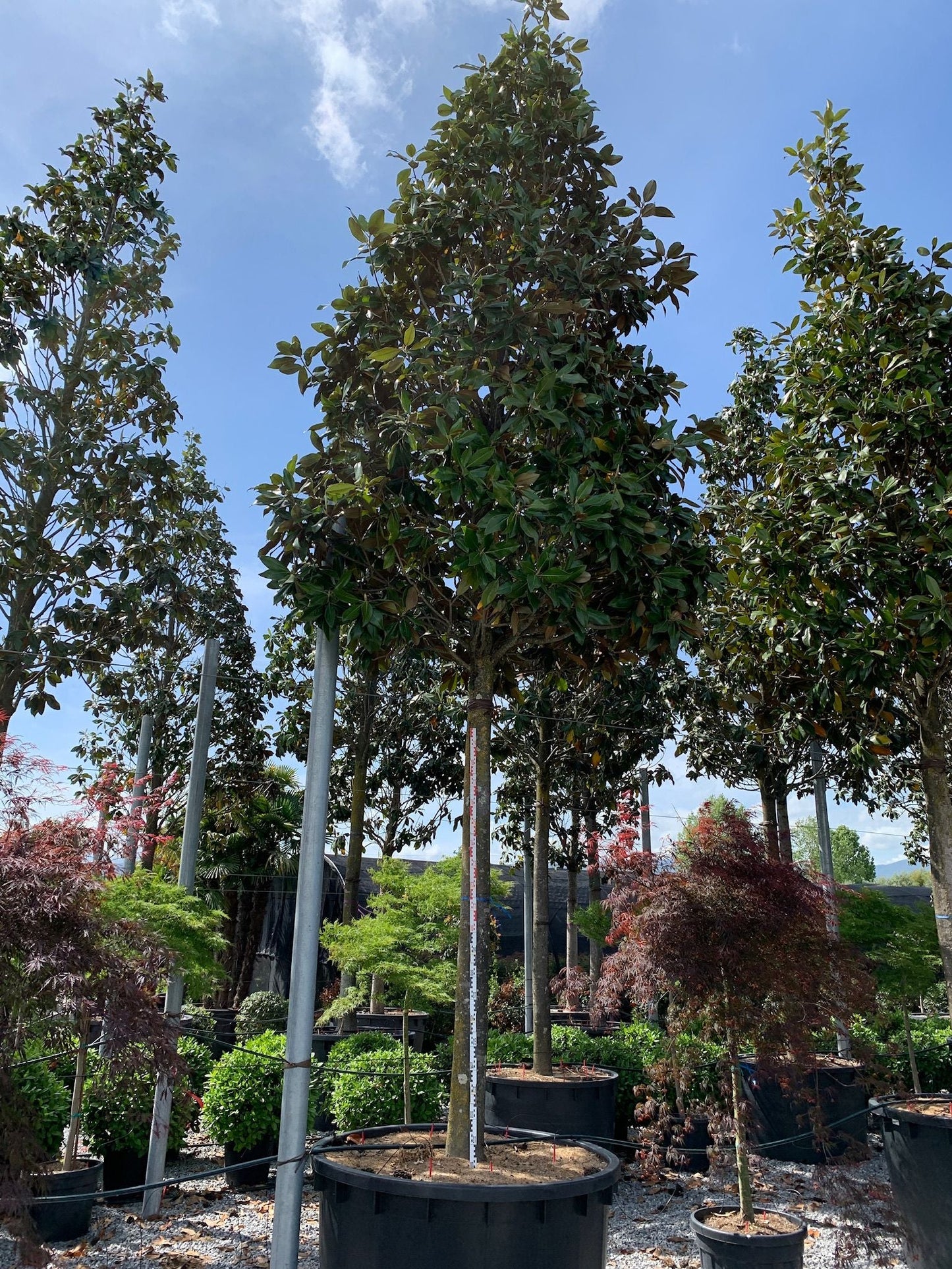 MAGNOLIA grandiflora 'Little Gem'