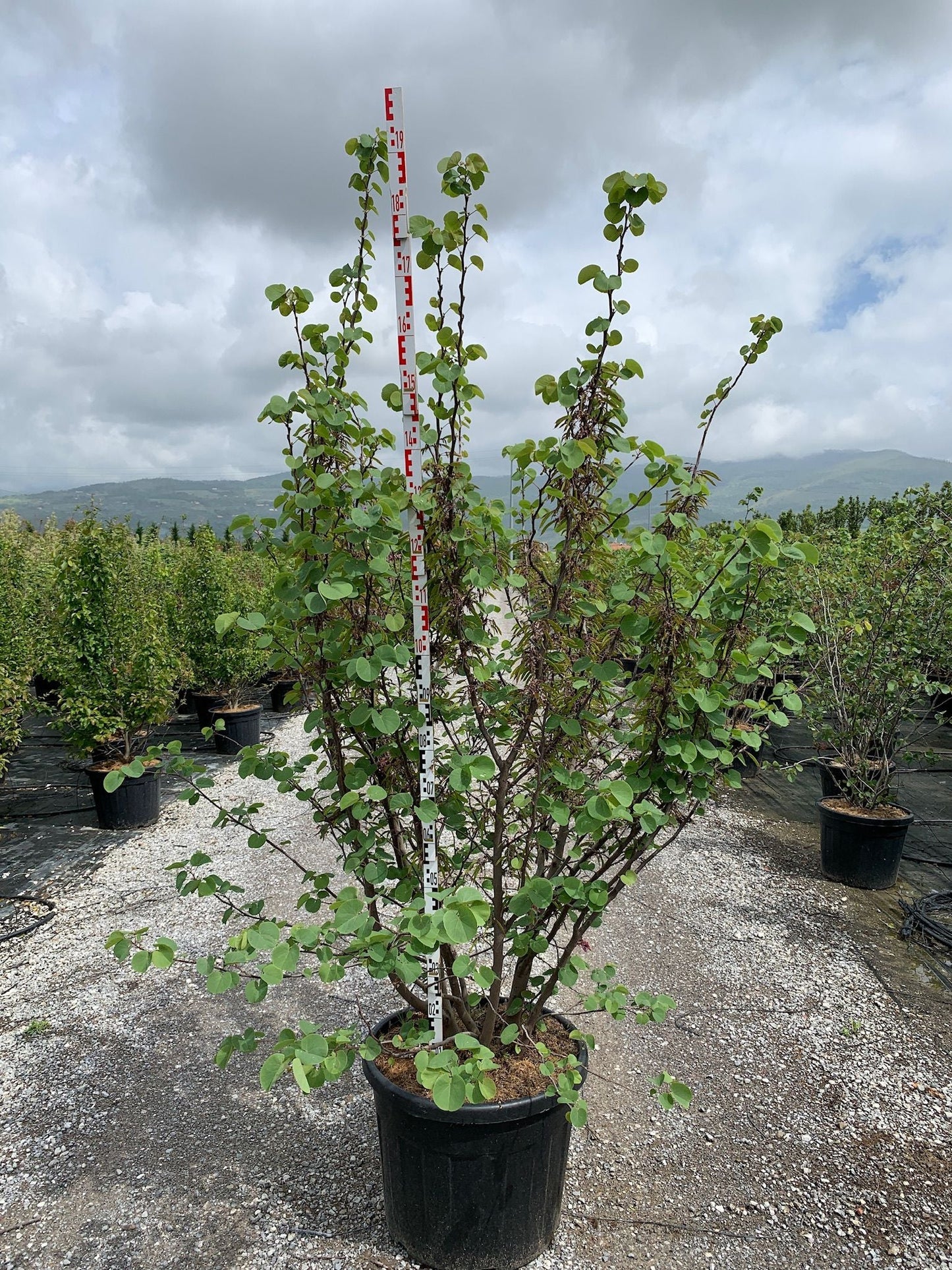 CERCIS siliquastrum 'Alba'