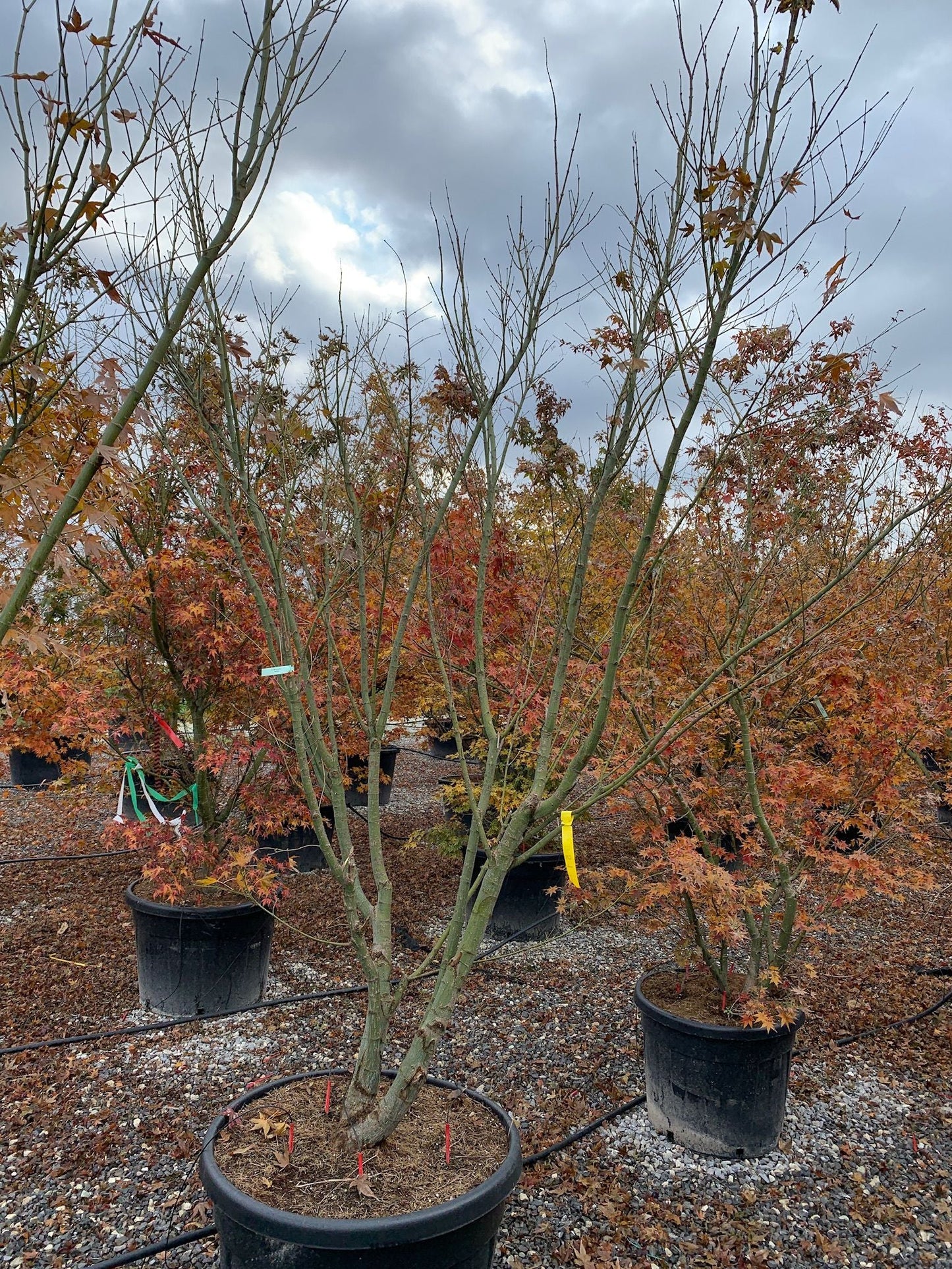 ACER palmatum 'Atropurpureum'