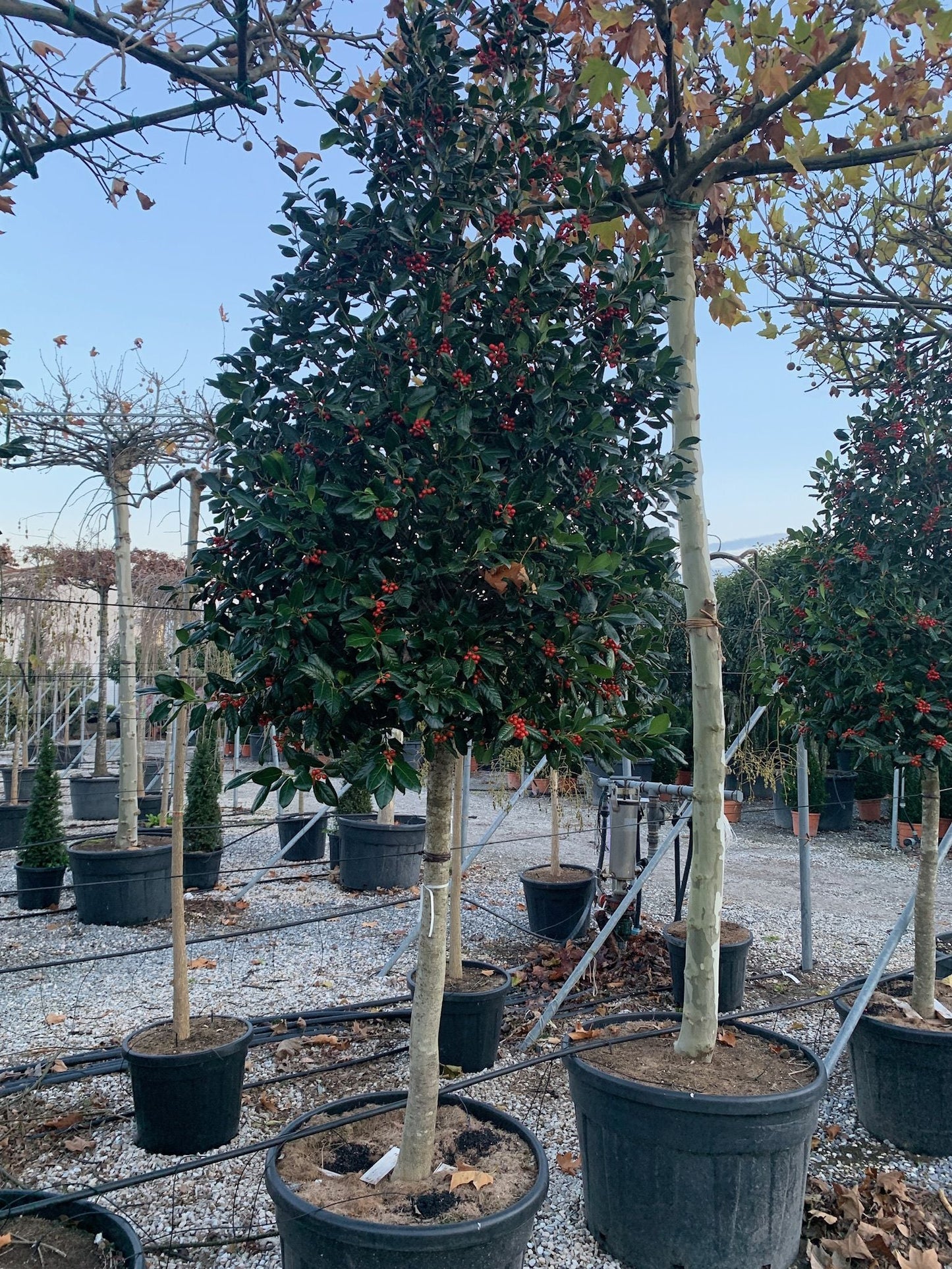 ILEX x altaclerensis 'Golden King'