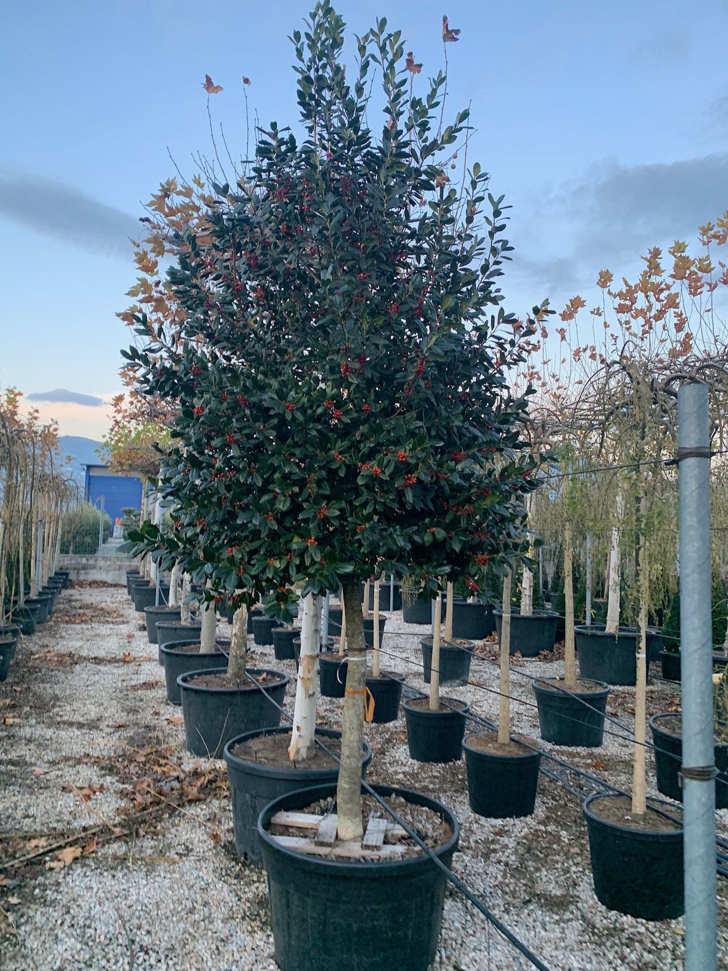 ILEX x altaclerensis 'Golden King'