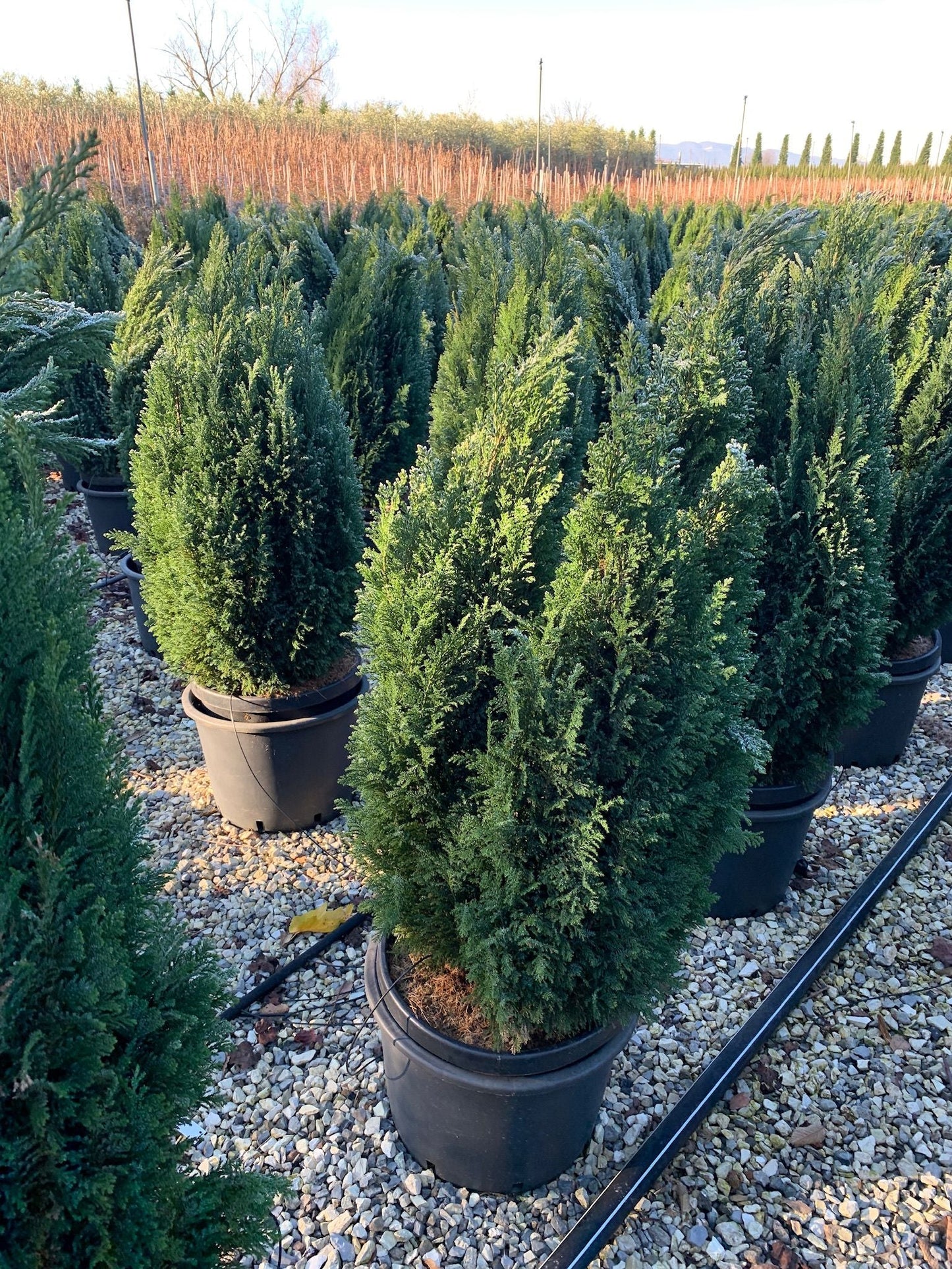 CHAMAECYPARIS lawsoniana 'Stardust'