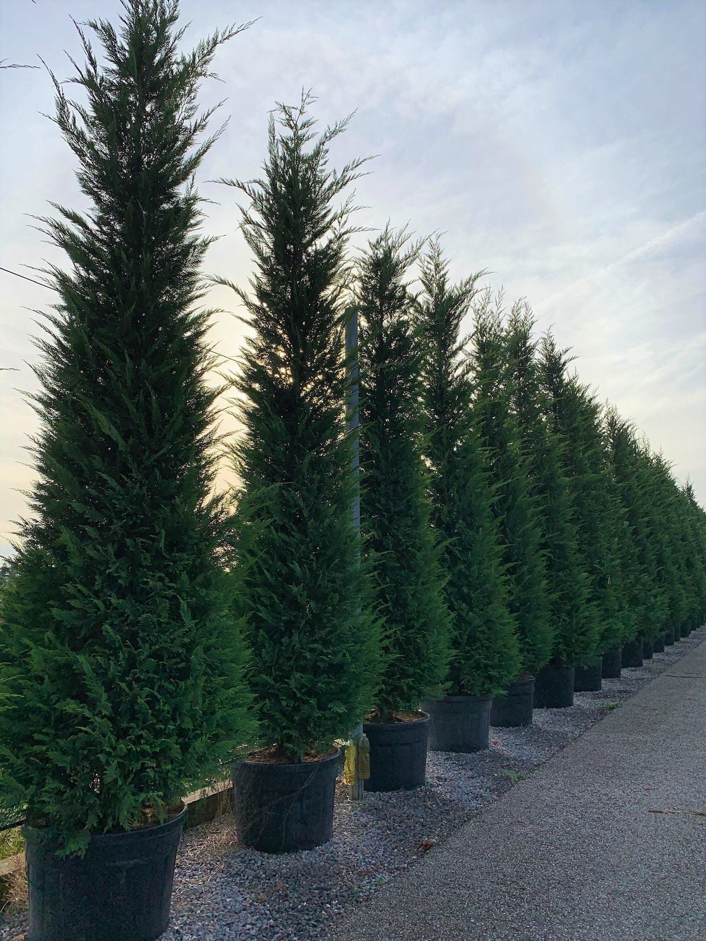 CUPRESSOCYPARIS leylandii '2001'