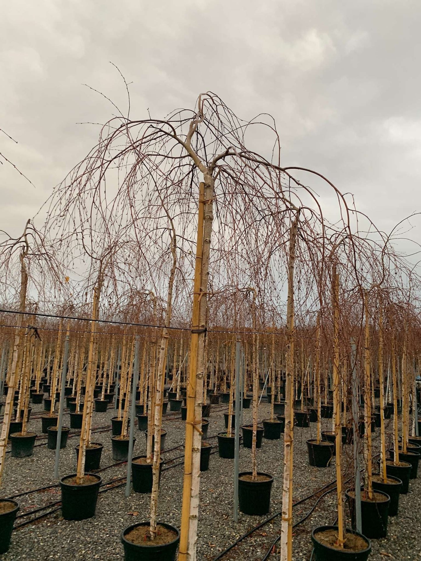 BIGNONIA 'Contessa Sara'