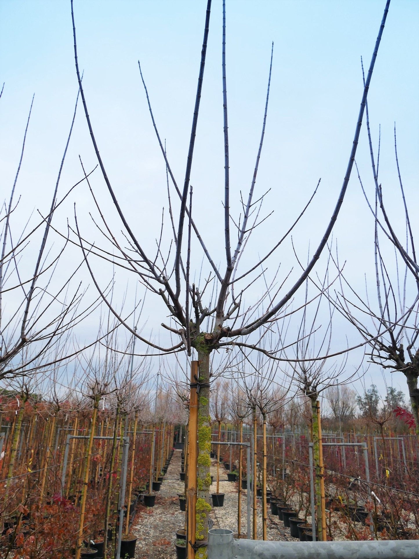 ACER negundo 'Variegatum'