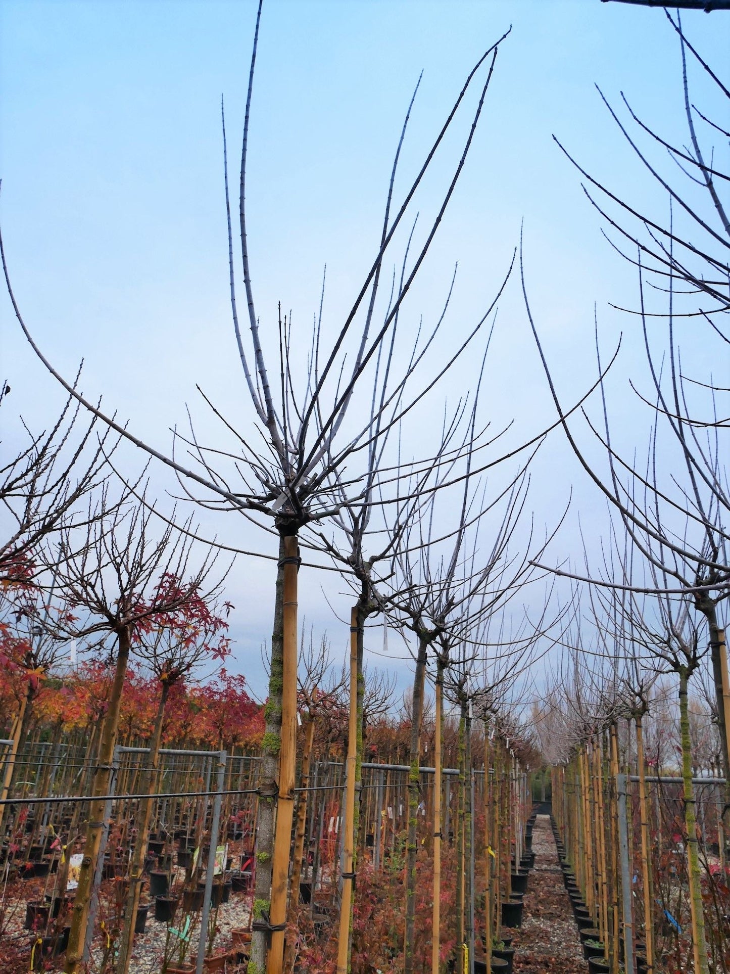 ACER negundo 'Variegatum'