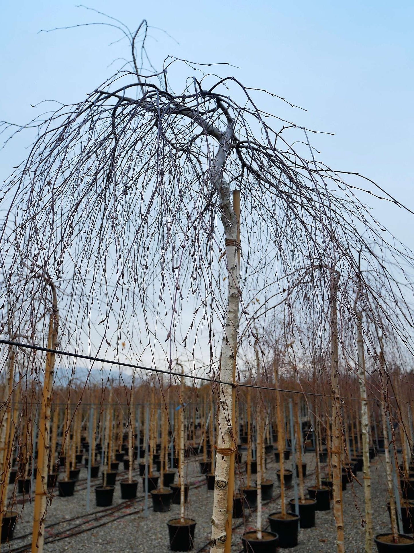 BIGNONIA 'Contessa Sara'