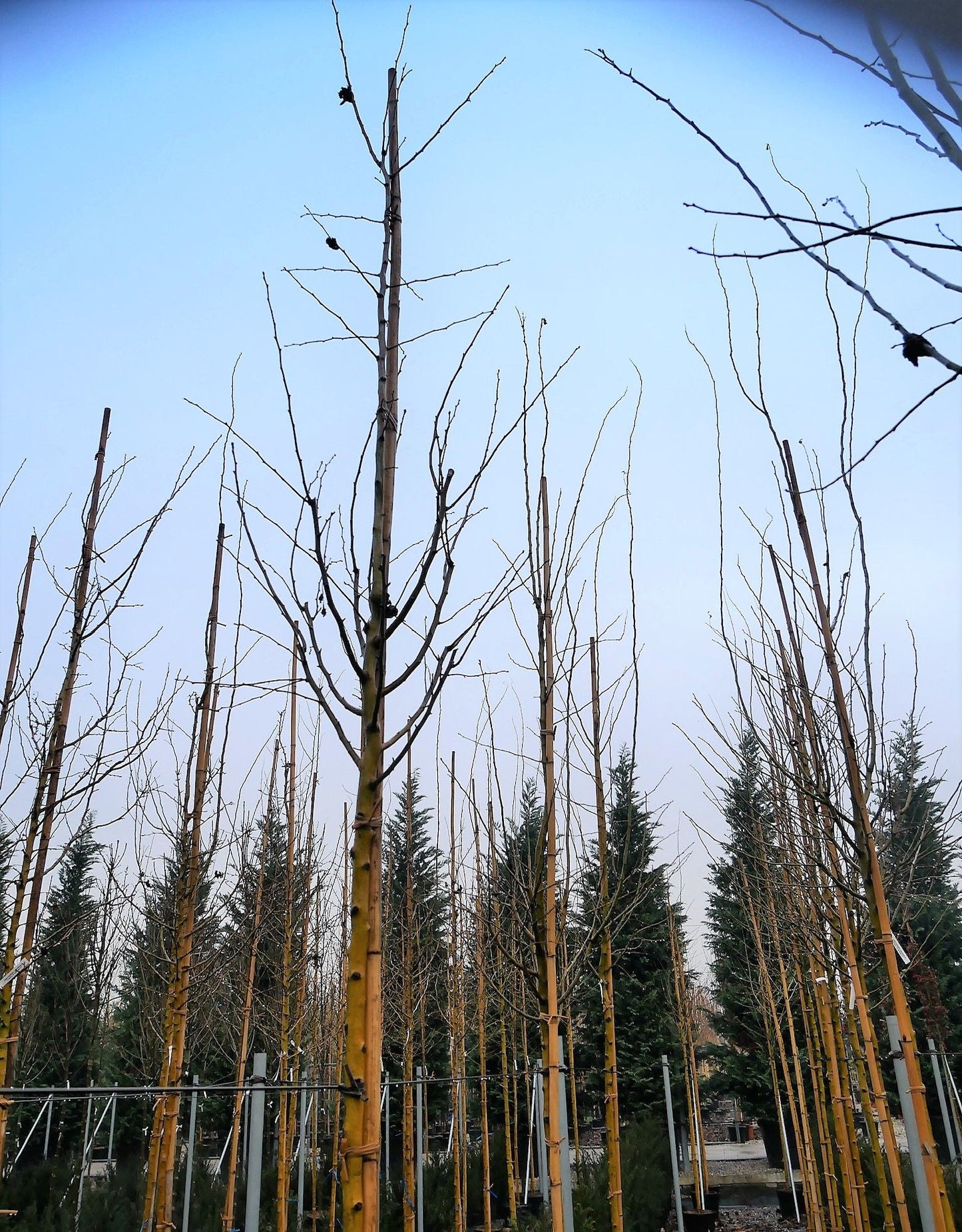 CRATAEGUS monogyna