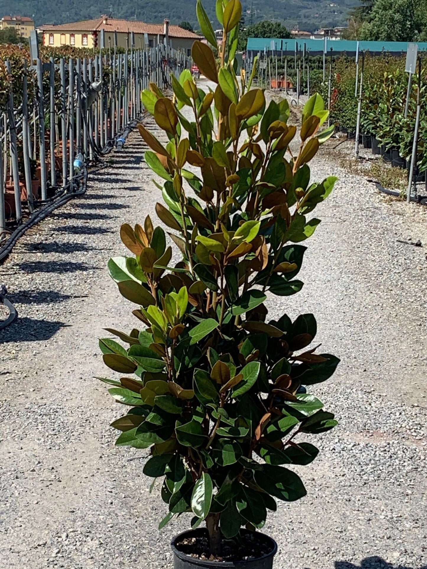 MAGNOLIA grandiflora 'Galissoniensis Praecox'