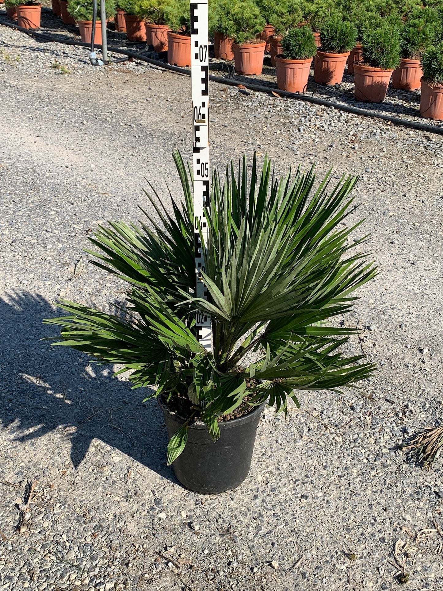 CHAMAEROPS humilis 'Compacta'