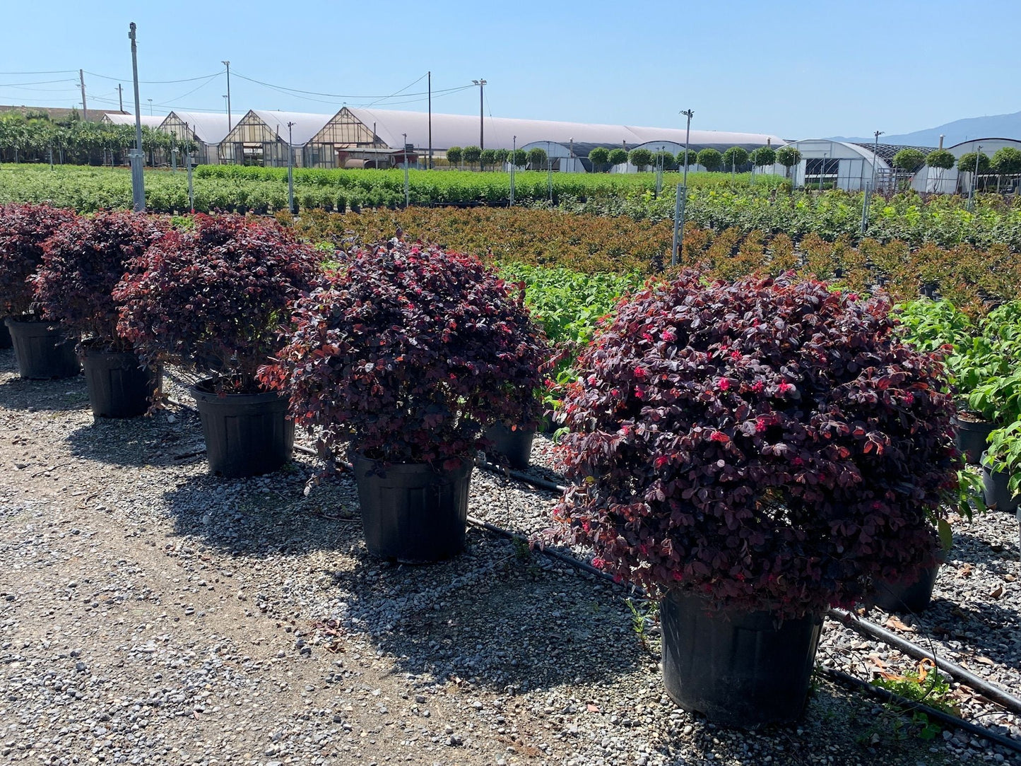 LOROPETALUM chinense 'Ever Red'
