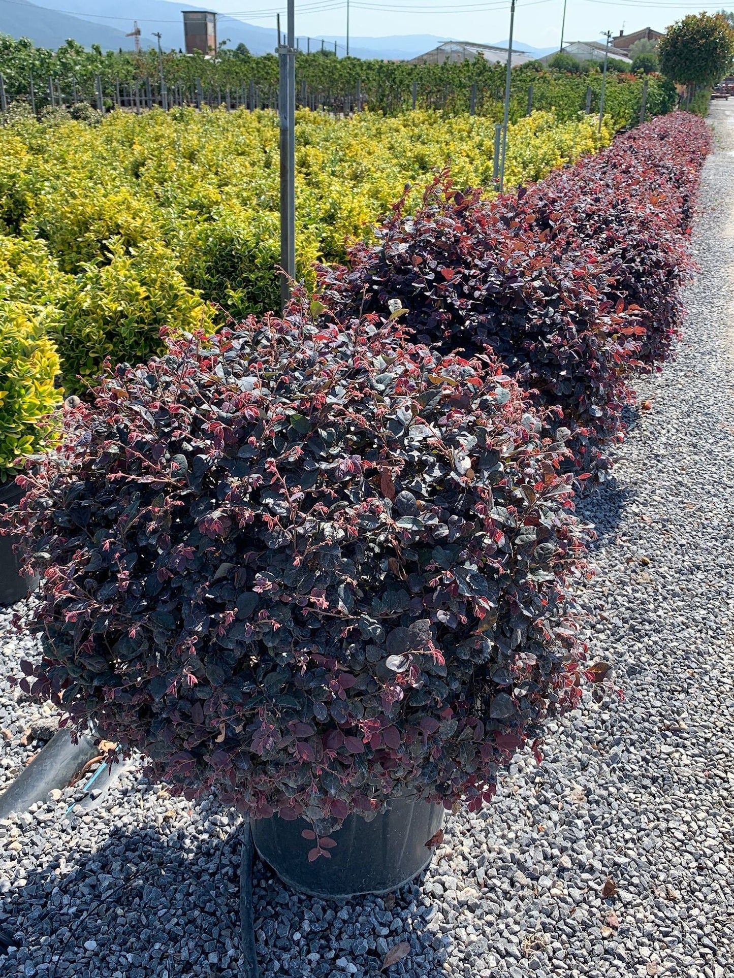 LOROPETALUM chinense 'Ever Red'