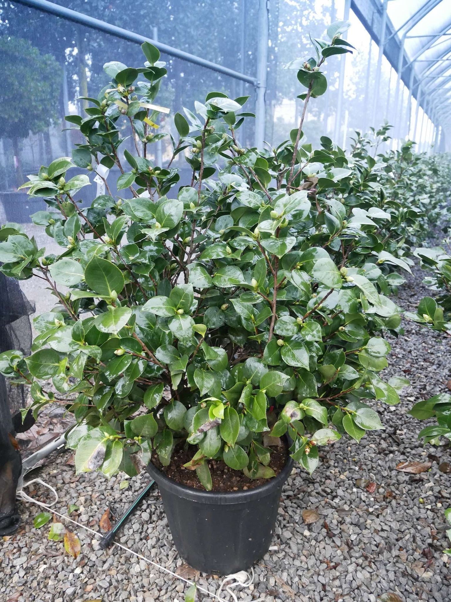 CAMELLIA japonica 'Black Lace'