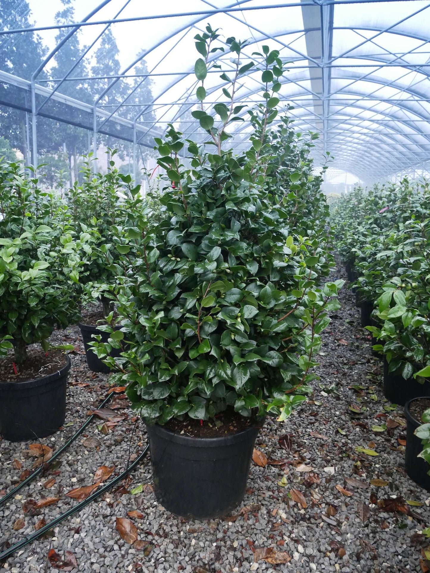 CAMELLIA japonica 'Adolphe Audusson'
