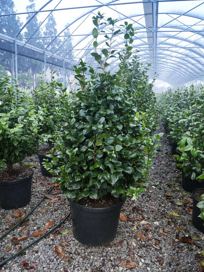 CAMELLIA japonica 'Adolphe Audusson'