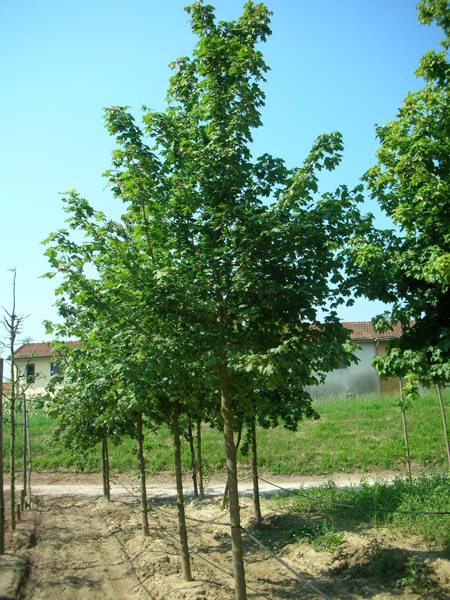 ACER campestre 'Elegant'