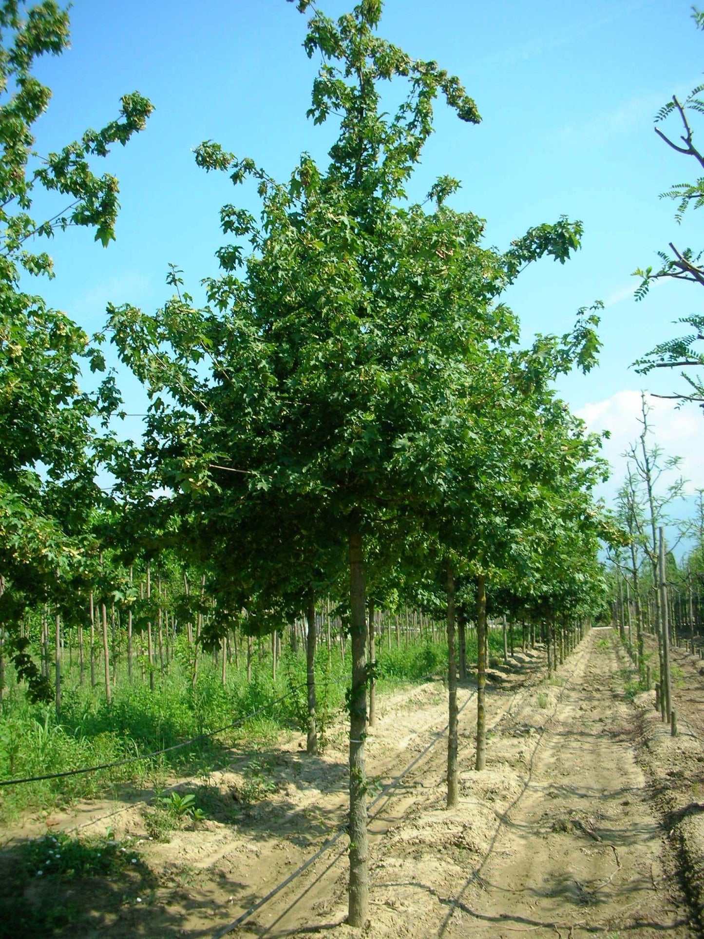 ACER campestre 'Elegant'