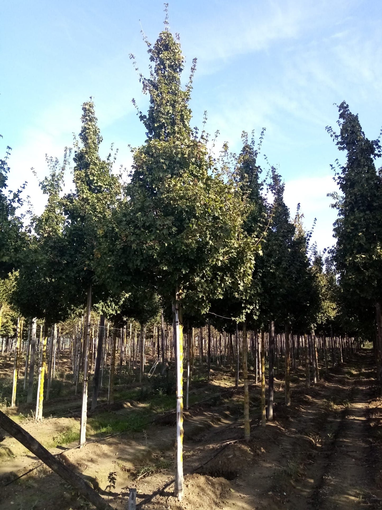 ACER campestre 'Elegant'