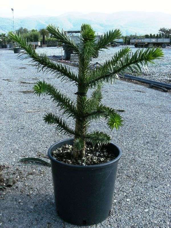 ARAUCARIA excelsa