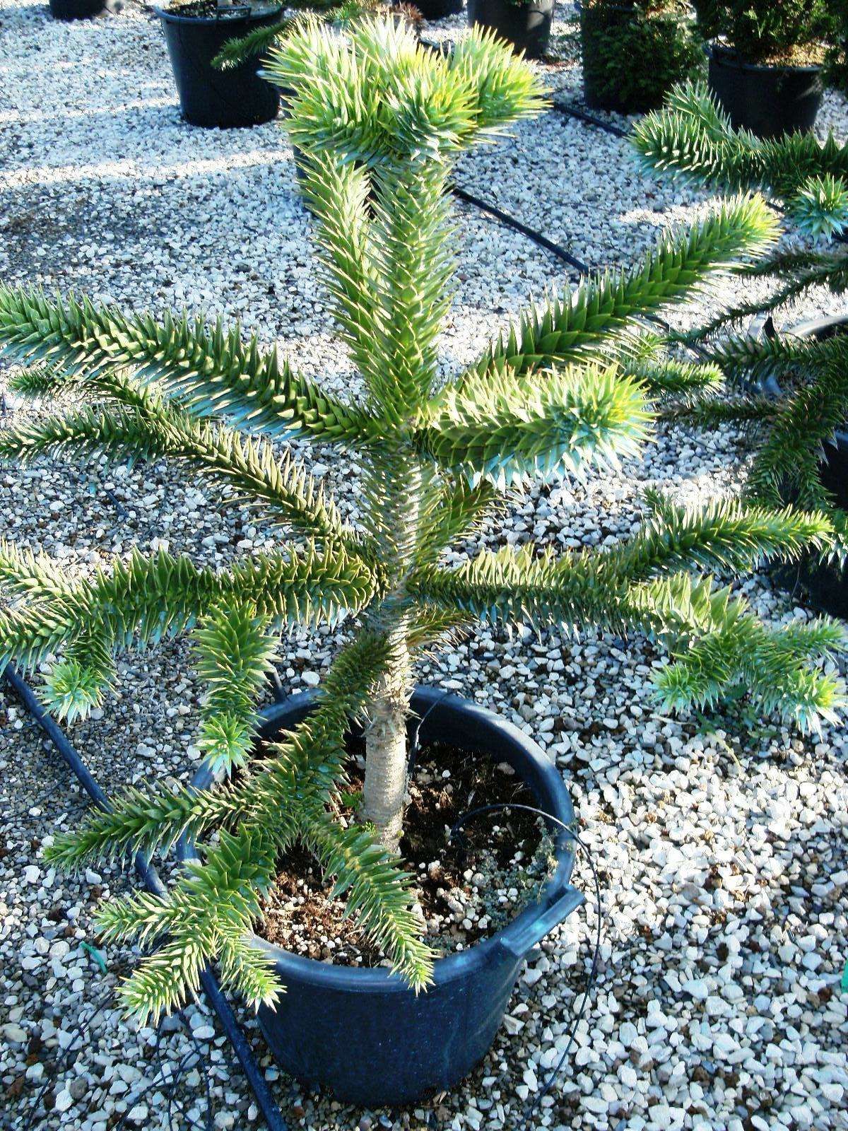 ARAUCARIA excelsa