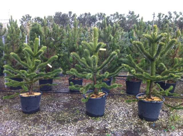 ARAUCARIA excelsa