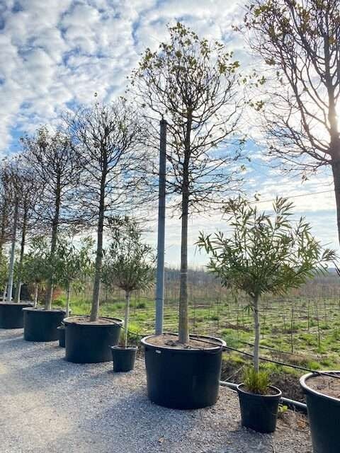 CARPINUS betulus 'Albert Beckman'